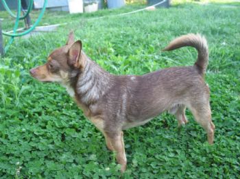 classyred profile photo