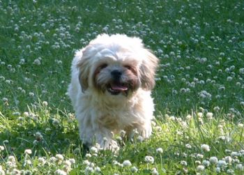 amberolin profile photo