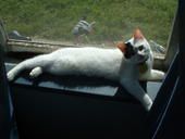 Mermaidfin profile photo