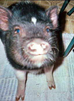 sr55432Yaho profile photo