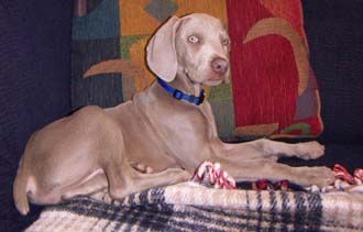 icatyger profile photo