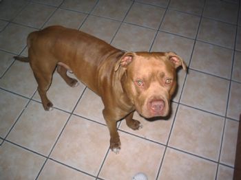 petlover79 profile photo