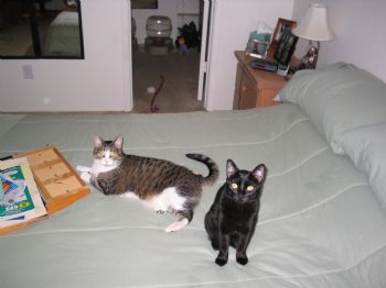 petlover79 profile photo