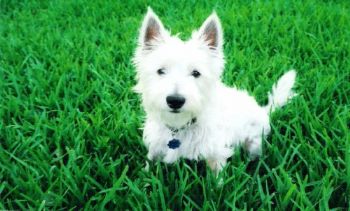 bluepawprint profile photo