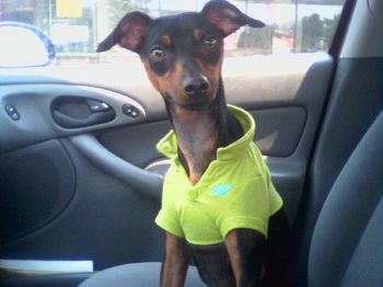 apenrose profile photo