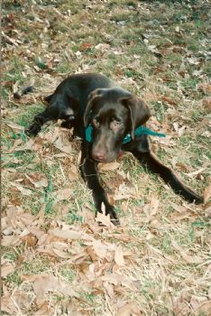 tiger-den profile photo