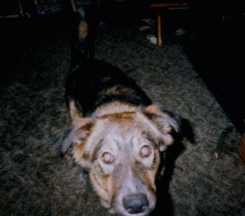 lsinging profile photo