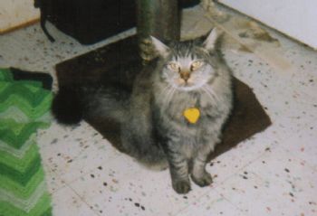 lsinging profile photo