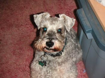 badmoonkid profile photo