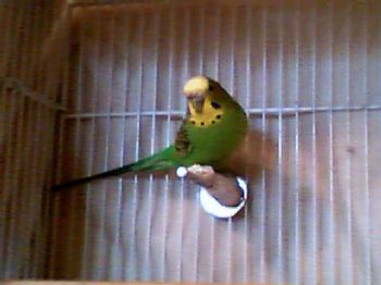 gr8cook profile photo