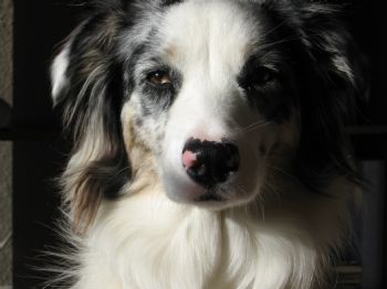 dixiecrush profile photo