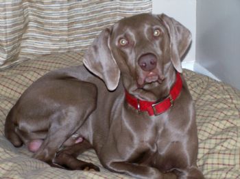 rugerchick profile photo