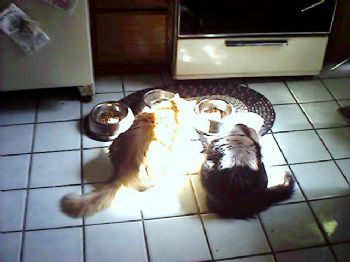 shgart profile photo