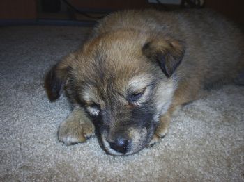 cherpalla profile photo