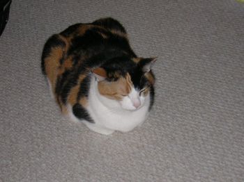 sakurazero profile photo