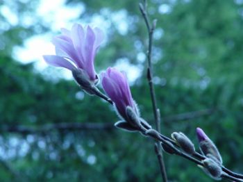 gardener profile photo