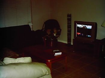 adenicola profile photo