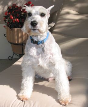 dmersh profile photo