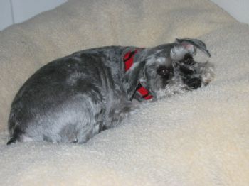 dmersh profile photo