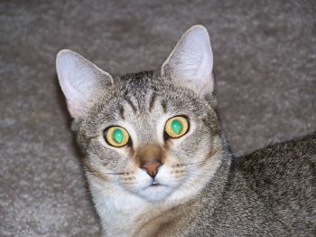 CailinF profile photo