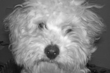 regenna profile photo