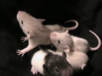 LittleLacy profile photo