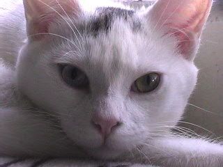 decaldiva profile photo