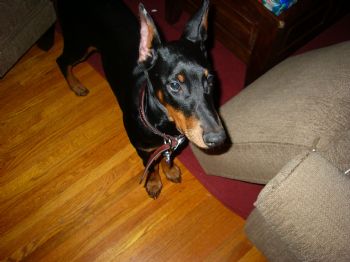 SmoothSpaz profile photo