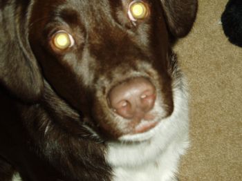 cisforcait profile photo