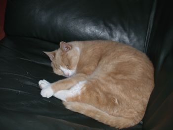 chuteset profile photo