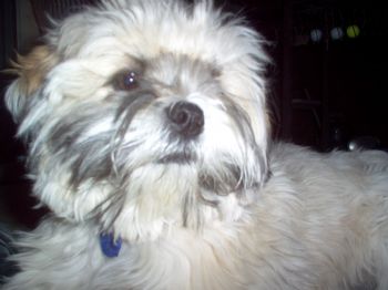 spruce815 profile photo