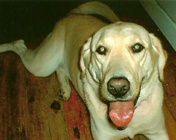 nhguy03276 profile photo