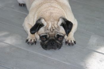 snoods profile photo