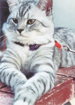 messimers profile photo