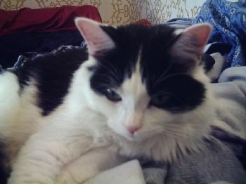 Briznet profile photo