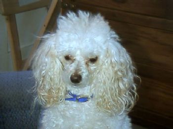 nellybly profile photo