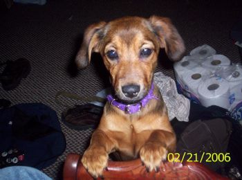 ashesofroses profile photo