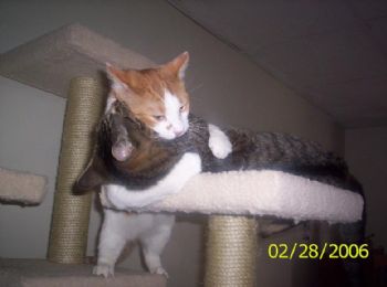 ashesofroses profile photo