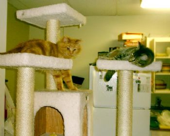 ashesofroses profile photo