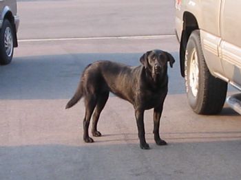 whiskeyjr profile photo