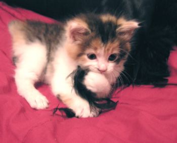 panikk profile photo