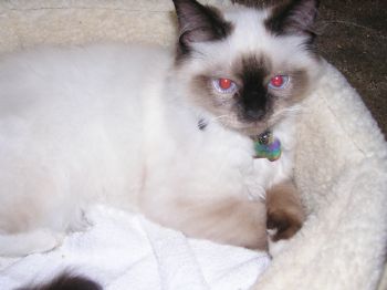 panikk profile photo