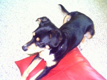 mholman profile photo