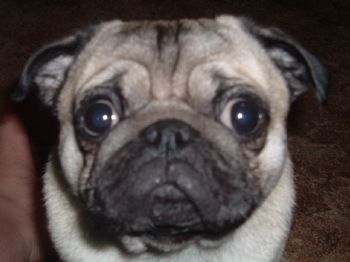 sae4ever profile photo