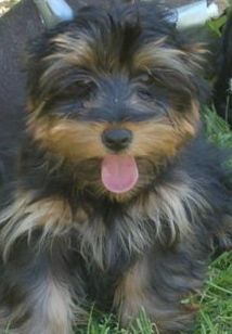 joshfarol profile photo