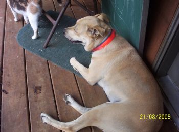 chefdave profile photo