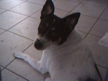 baconbrit profile photo