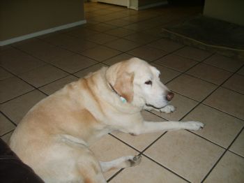 hockeyguy93 profile photo