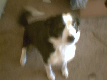 goldeagle56 profile photo