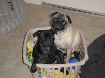 terea112 profile photo